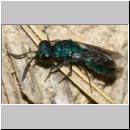 X Trichrysis cyanea - Goldwespe 03e 6mm OS-Wallenhorst-Tongrube-Lehmwand - det.jpg